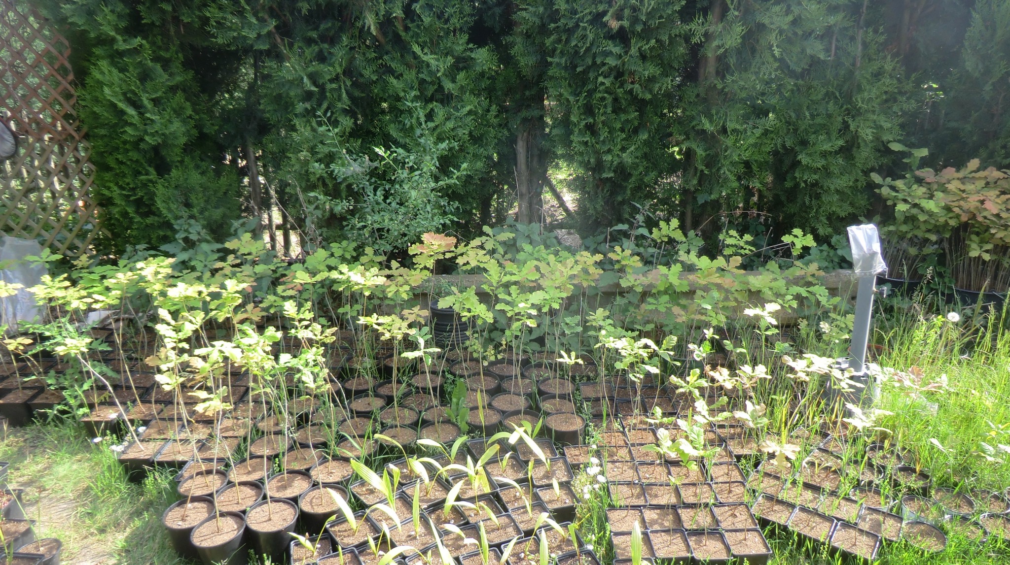 reforestation