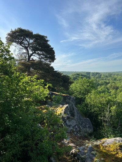 " Paris en septembre: Activités Incontournables et Balades Secrètes". 5 Forêt de Fontainebleau