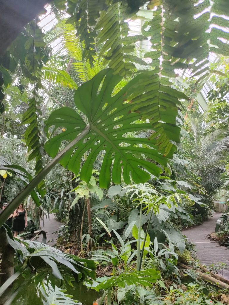 Les plantes du Jardin des plantes de Paris.