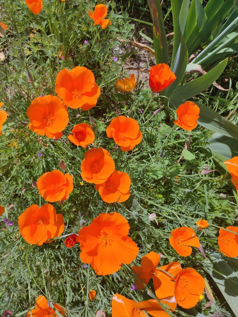 Le jardin botanique du Jardin des Plantes.