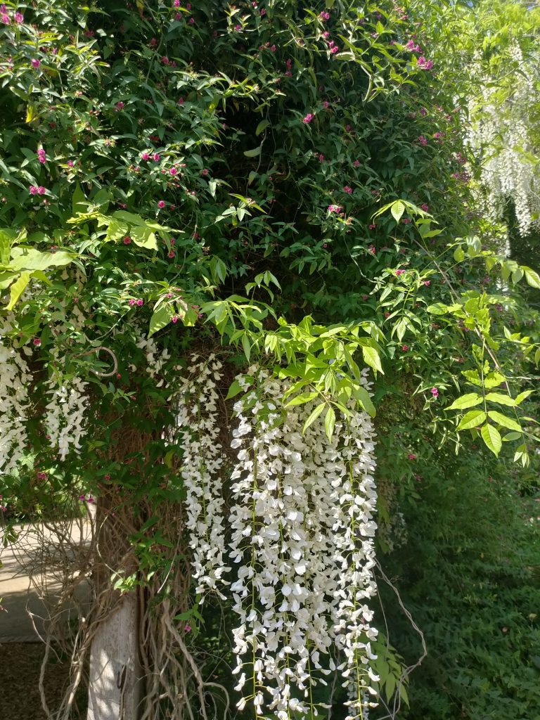 Jardin des plantes de Paris.