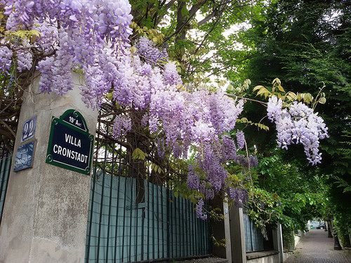 Au printemps, les glycines retombent sur les murs de la Villa Cronstadt, dans le 19e arrondissement. Une voie calme et verdoyante à découvrir à pied